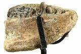 Hadrosaur (Edmontosaurus) Jaw Section with Teeth - Wyoming #377658-2
